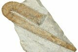 Cretaceous Ammonoid Cephalopod (Hamulina) Fossil - France #251774-2